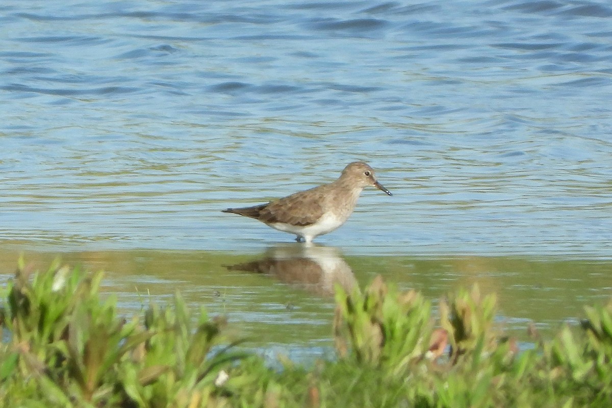 Sarı Bacaklı Kumkuşu - ML445149341