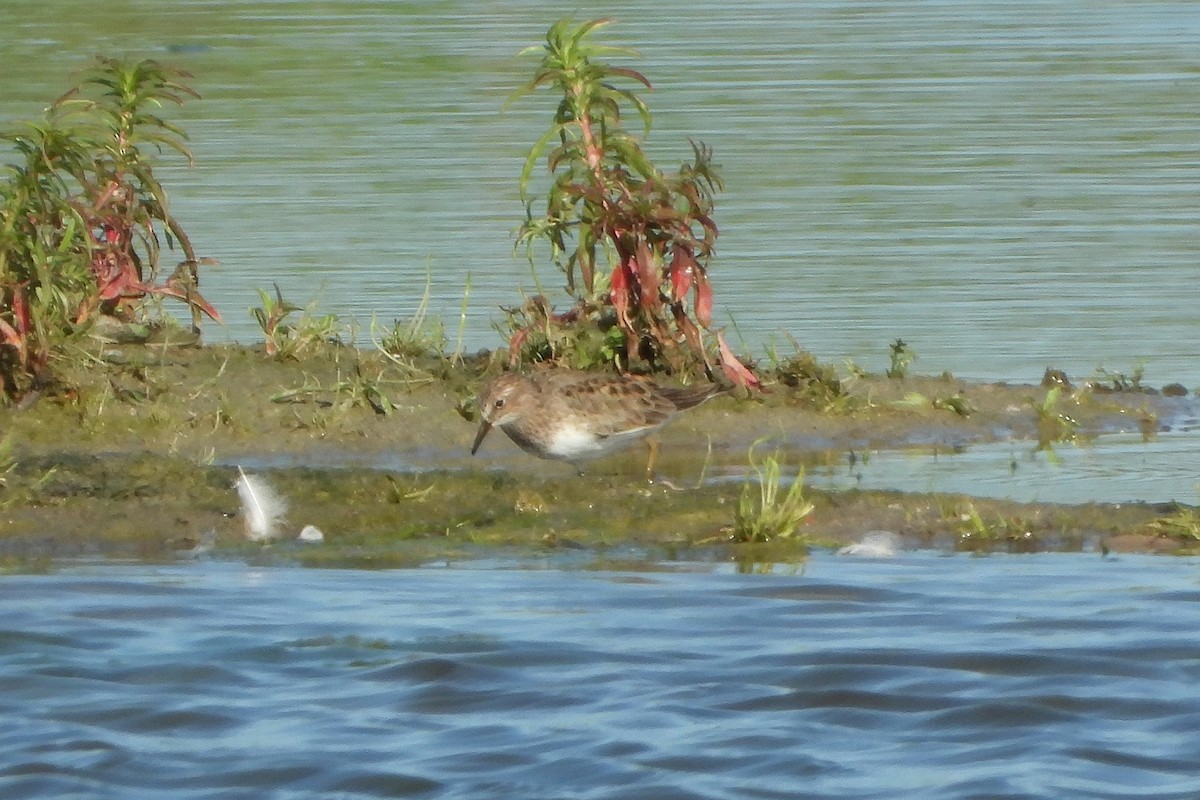 Temminck's Stint - ML445149351