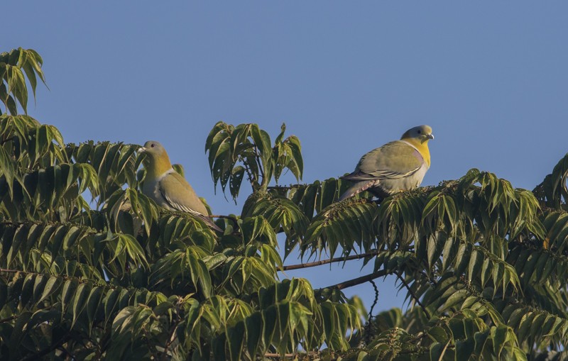 Yellow-footed Green-Pigeon - ML44515171