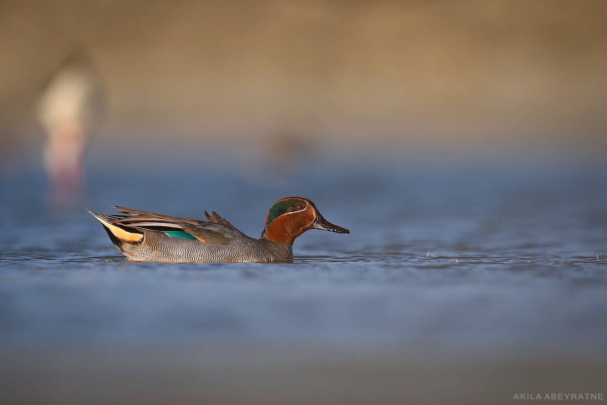 Green-winged Teal - ML445152531
