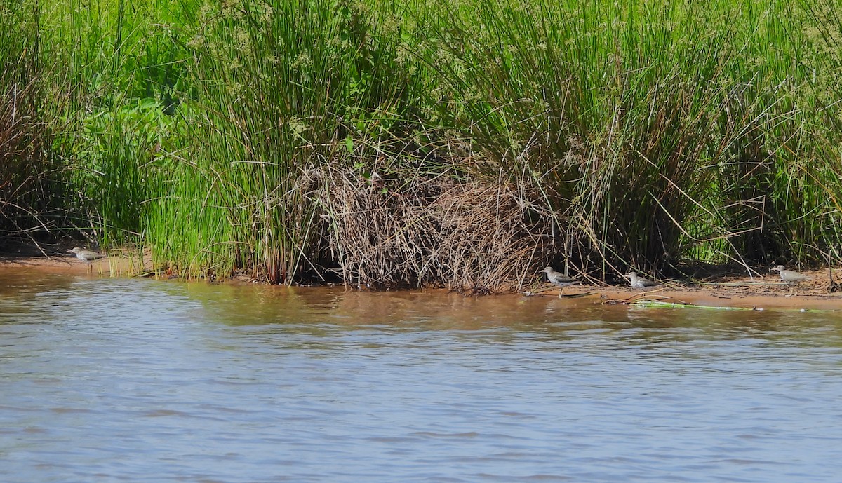 Spotted Sandpiper - ML445153591
