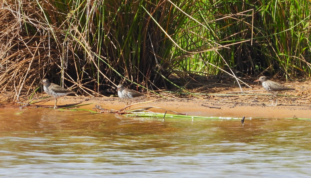 Spotted Sandpiper - ML445153601