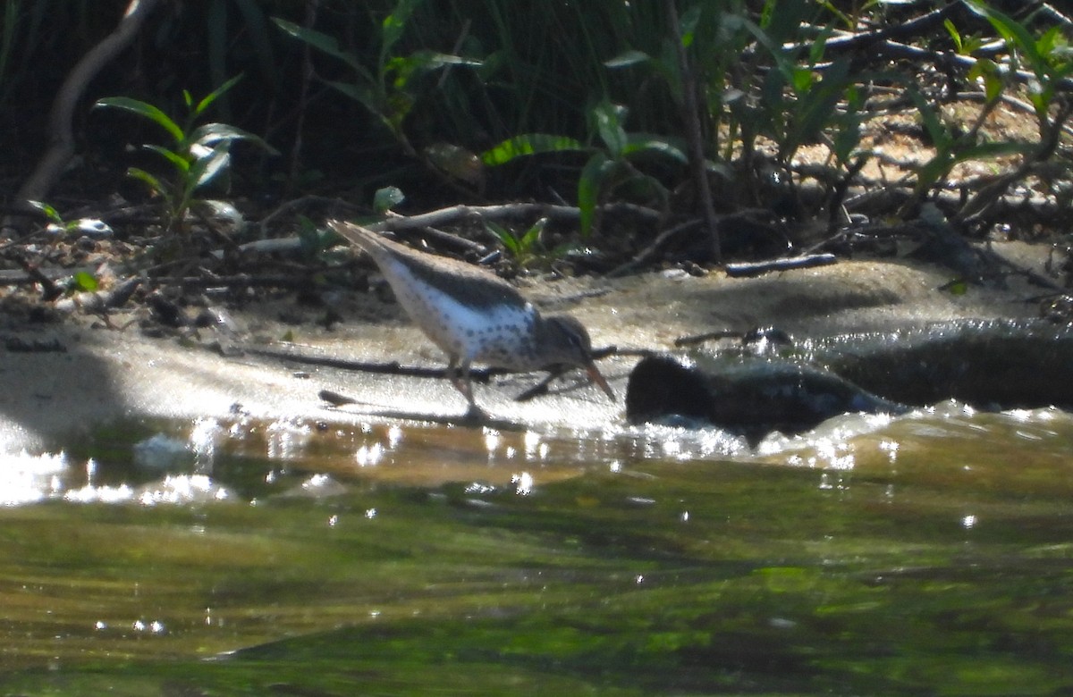 Spotted Sandpiper - ML445153611