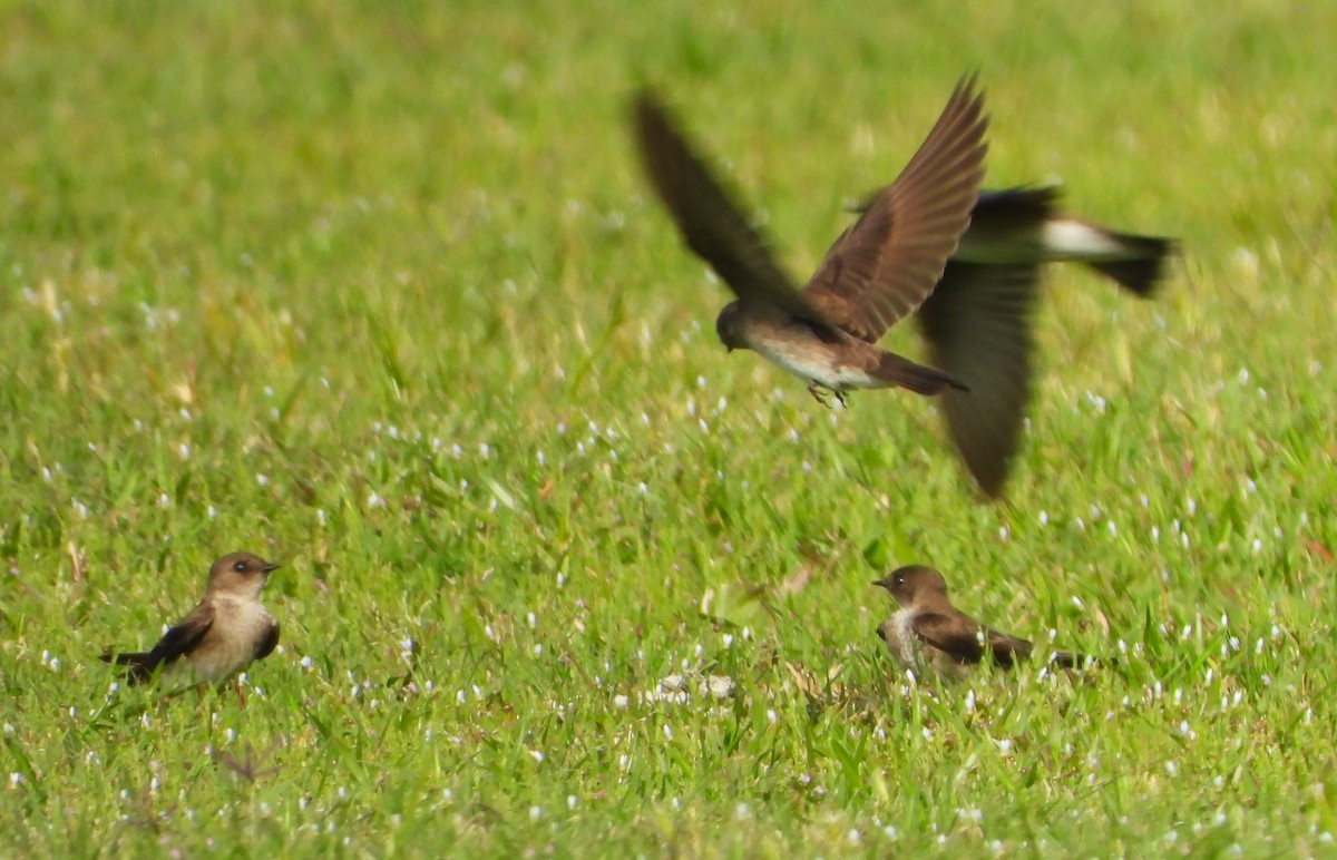 Northern Rough-winged Swallow - ML445153661