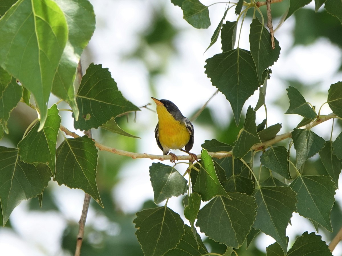 Tropical Parula - ML445153691