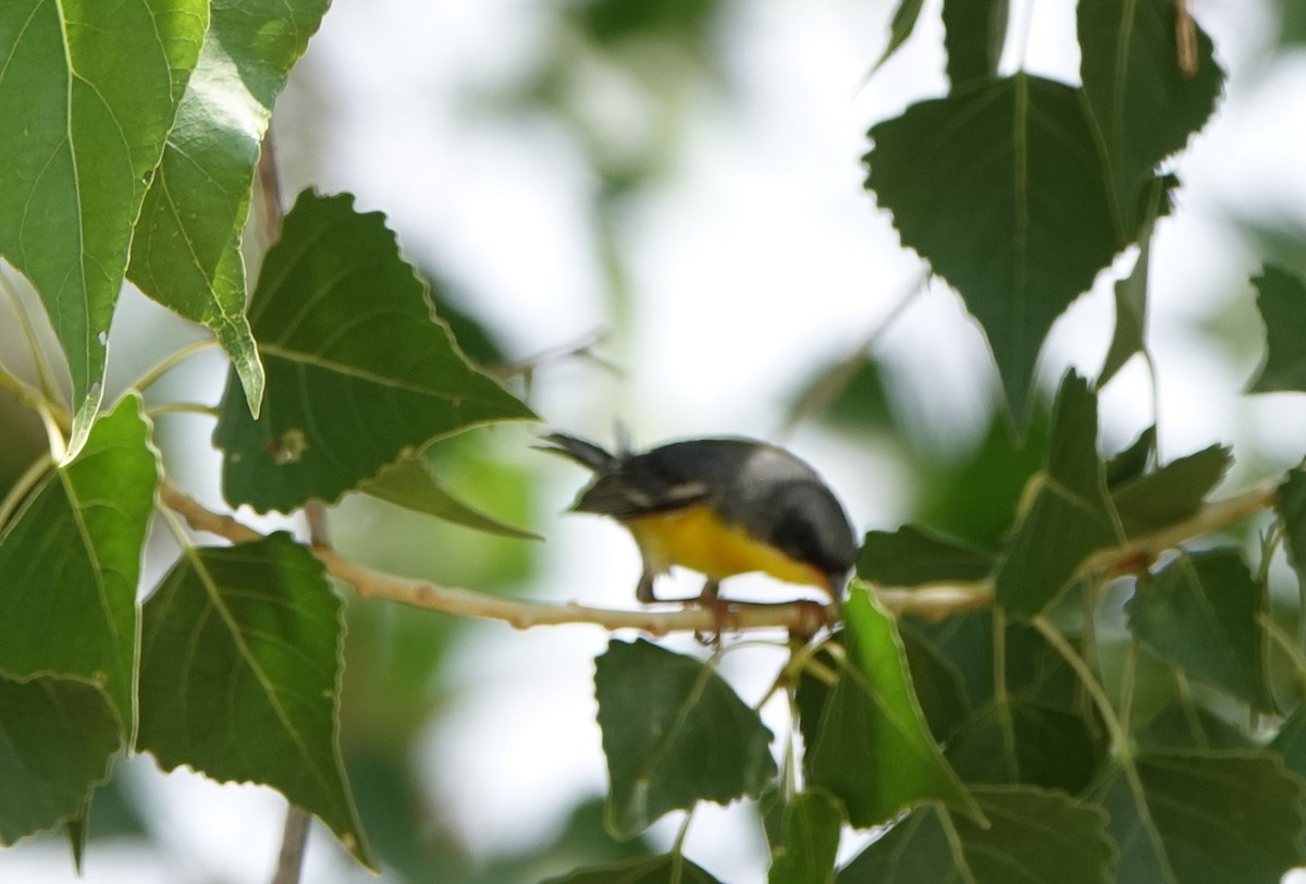 Tropical Parula - ML445153721