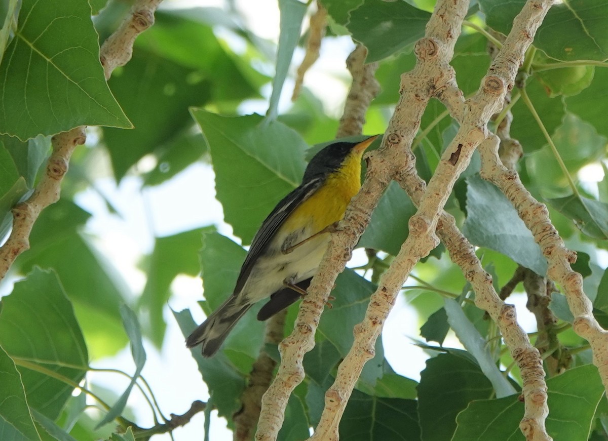 Tropical Parula - ML445153731