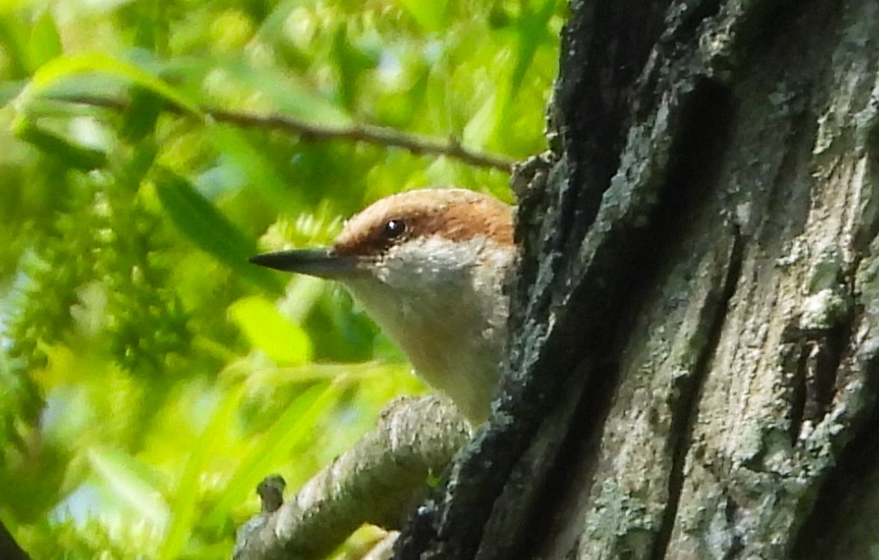 Brown-headed Nuthatch - Sneha Thirkannad