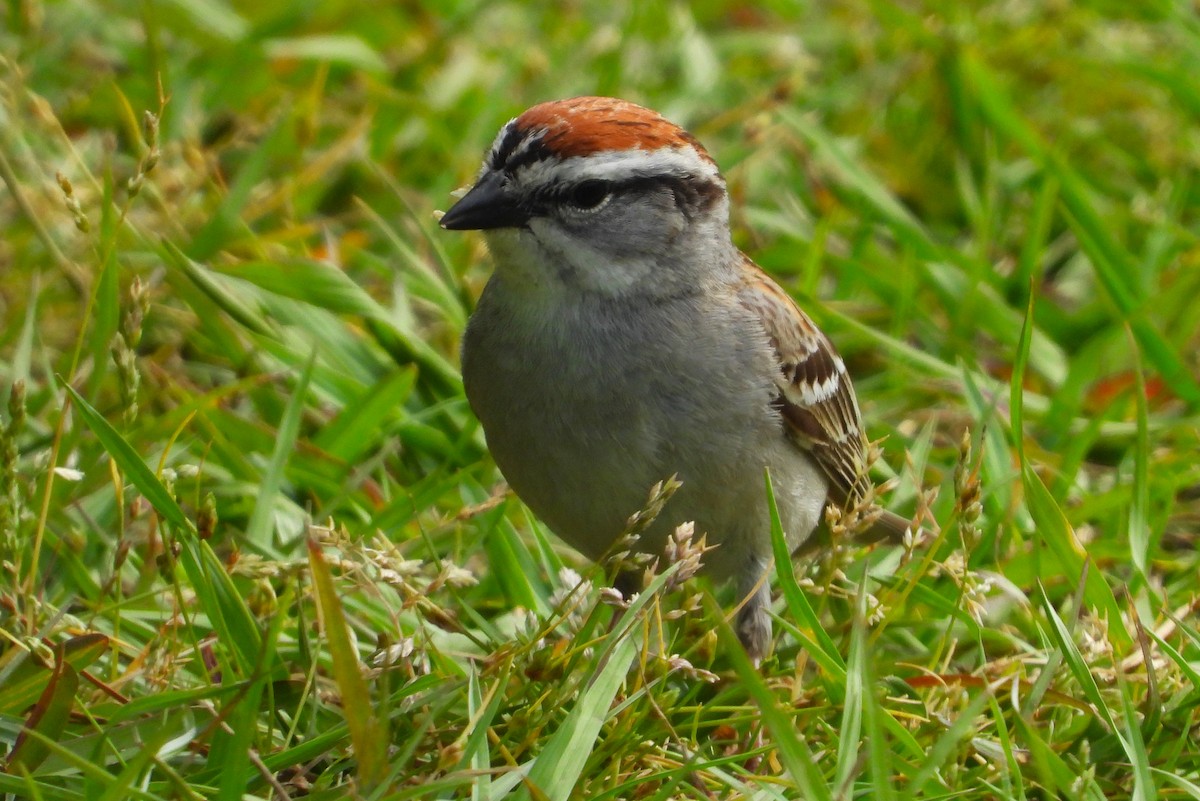Chipping Sparrow - ML445154101