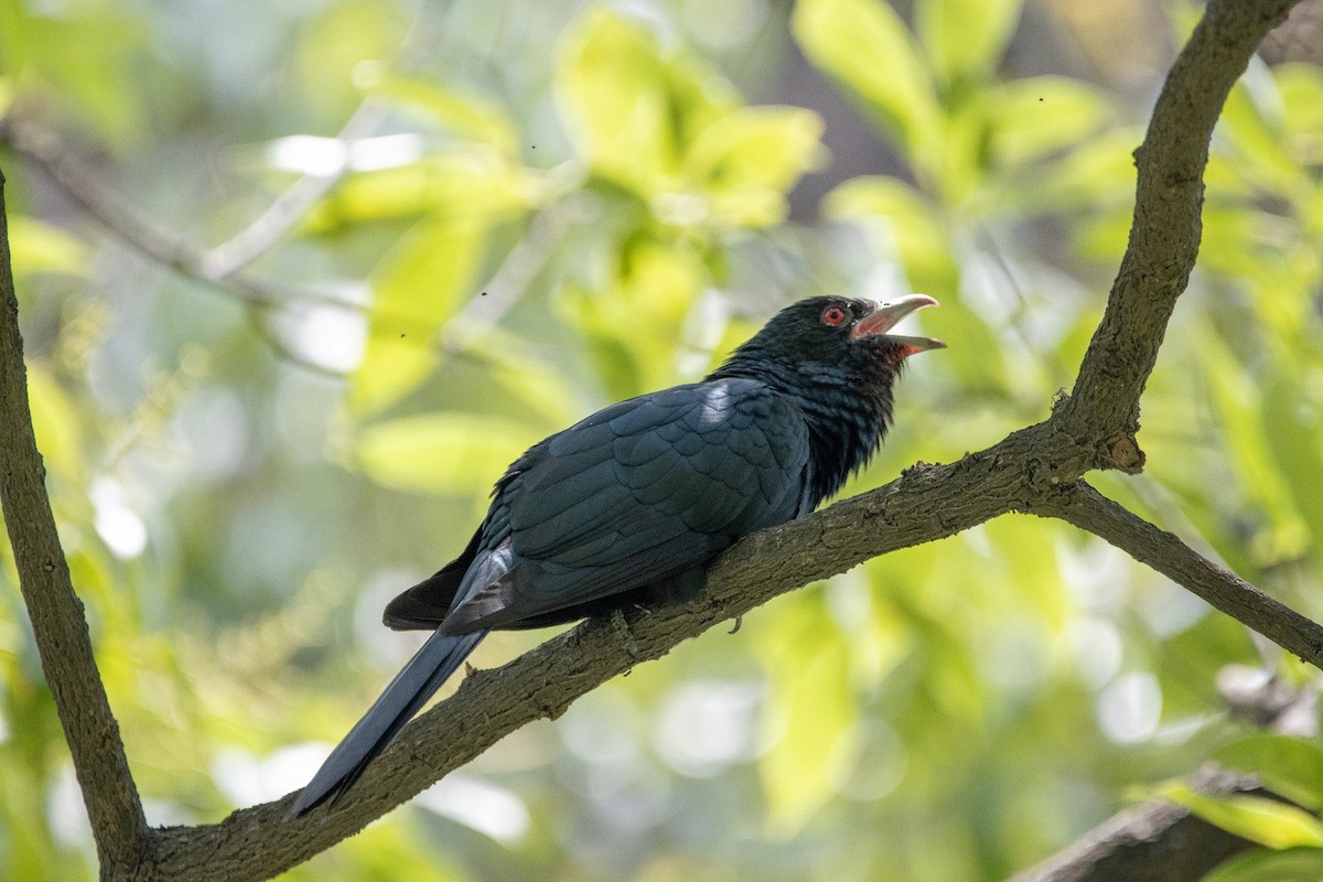 Asian Koel - ML445155001