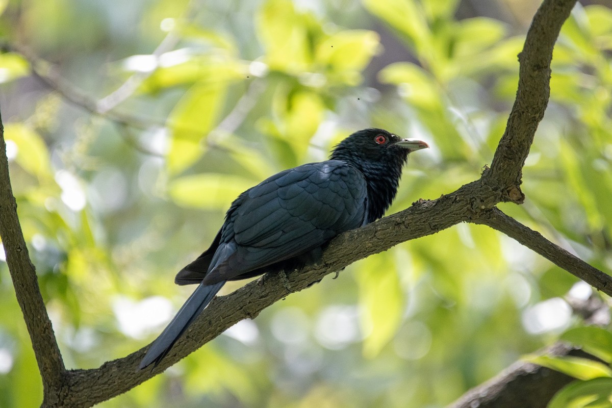 Asian Koel - ML445155091