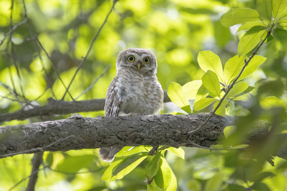 Spotted Owlet - ML445155171
