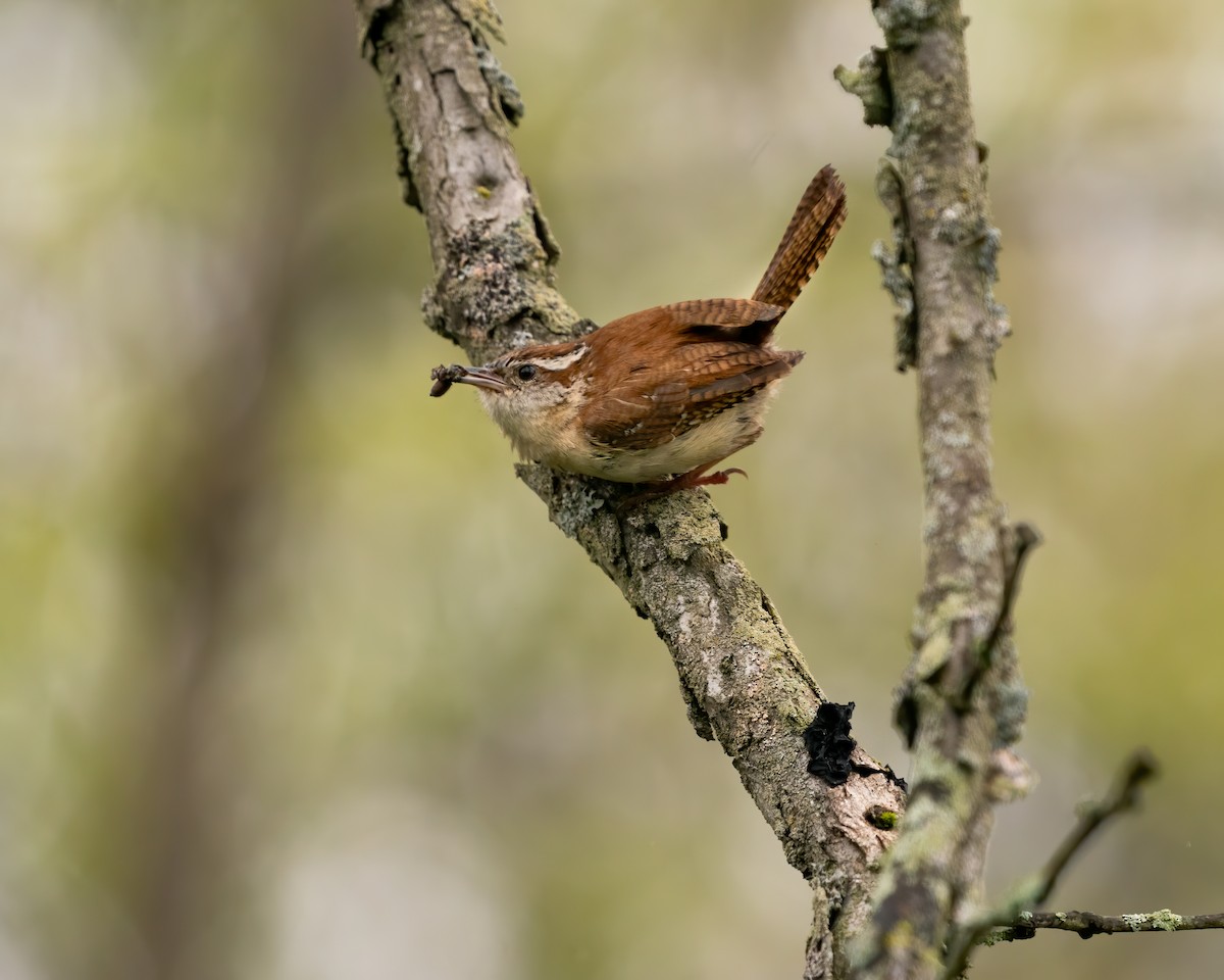 Carolina Wren - ML445155591