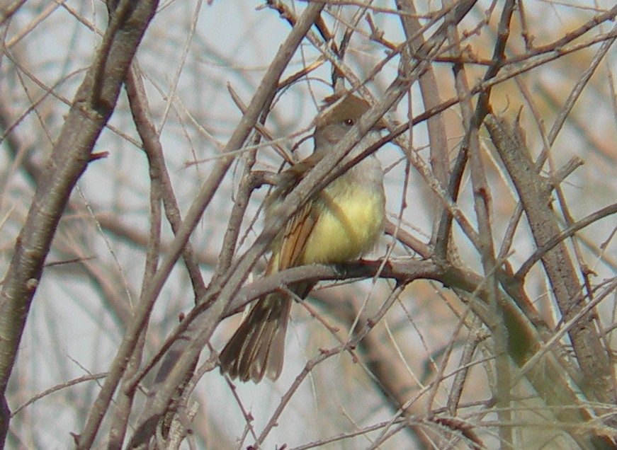 Dusky-capped Flycatcher - ML44515851