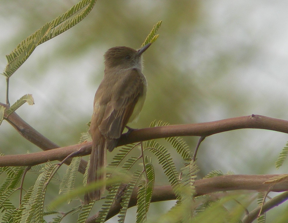 Dusky-capped Flycatcher - Oscar Johnson