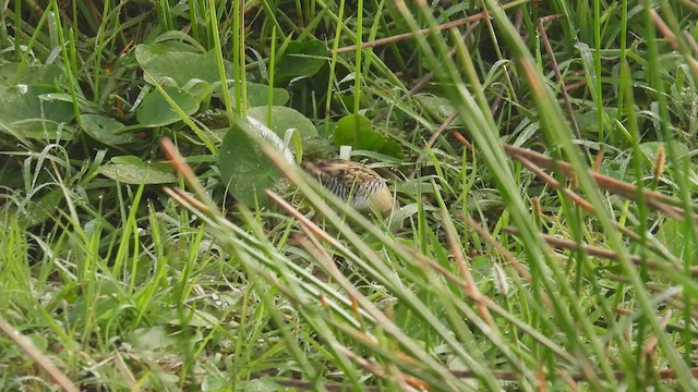 Yellow-breasted Crake - ML445159581