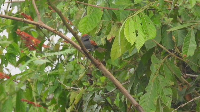 Slaty Spinetail - ML445159671