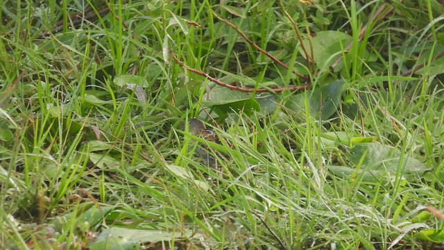 Yellow-breasted Crake - ML445159721