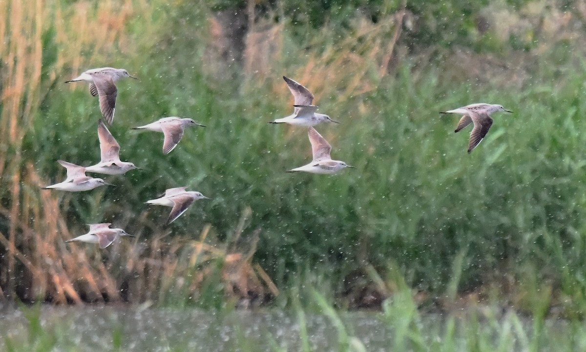 Common Greenshank - ML445160111