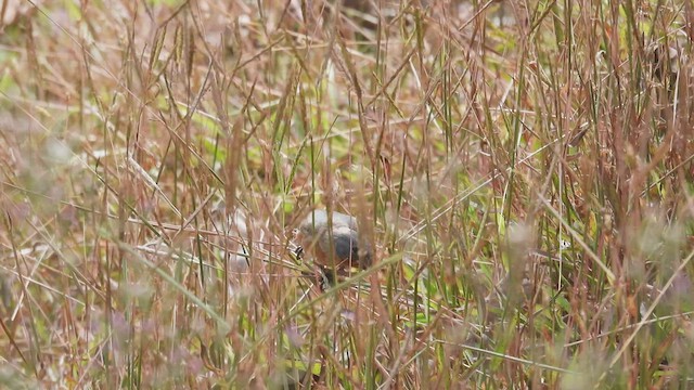 Ruddy-breasted Seedeater - ML445160211