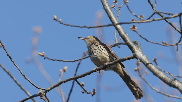 Brown Thrasher - ML445162281