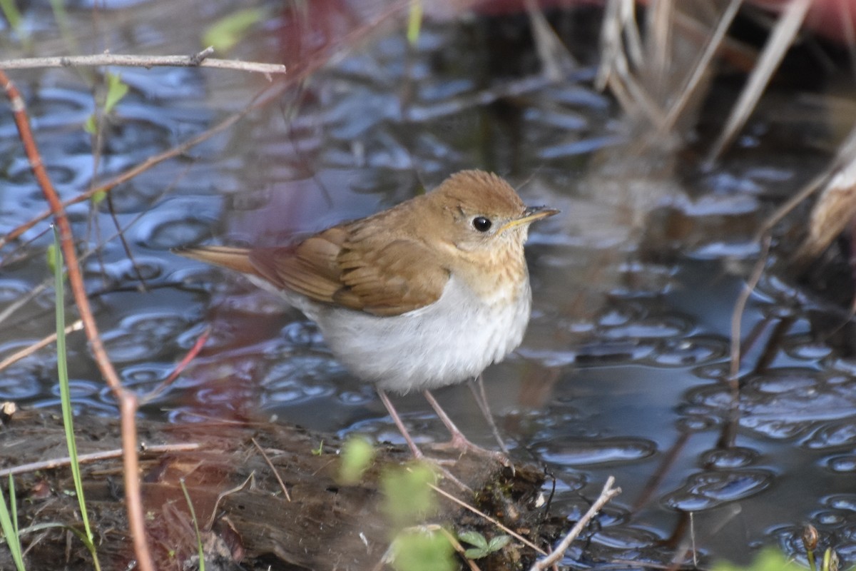 Veery - ML445163011