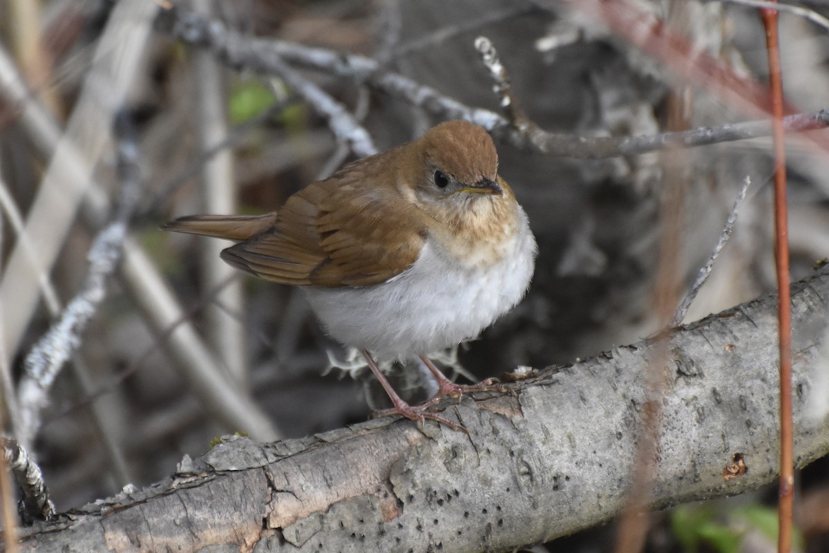 Veery - ML445163041