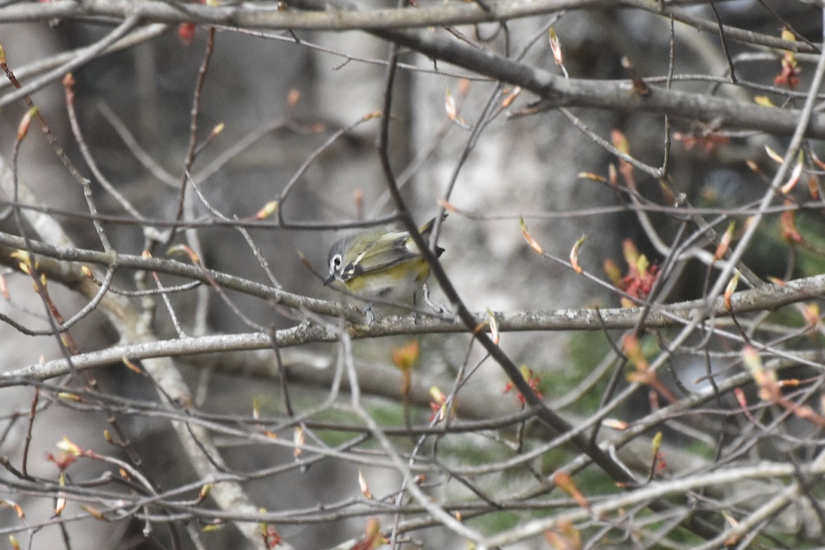 Blue-headed Vireo - ML445163081