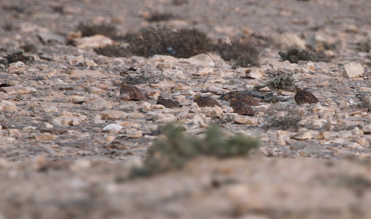 Crowned Sandgrouse - ML44516381