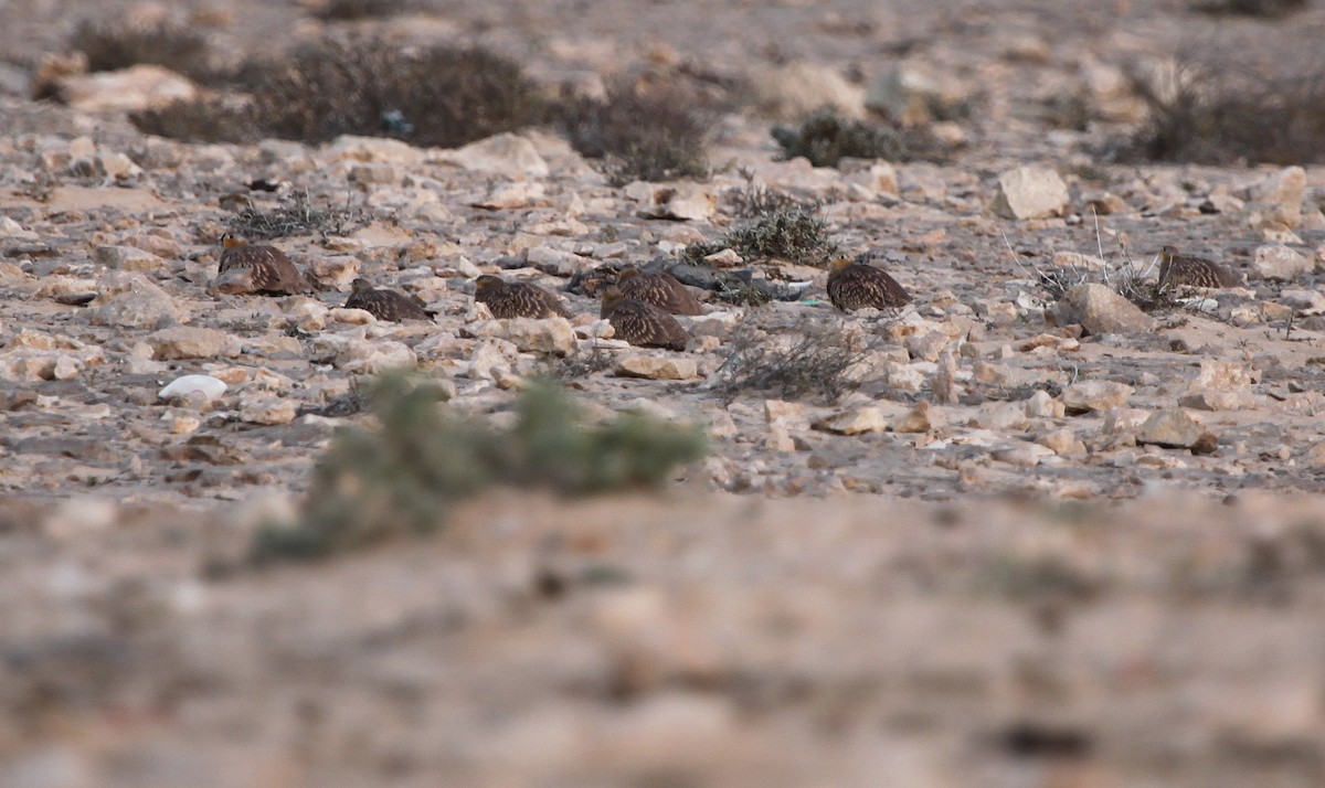 Crowned Sandgrouse - ML44516391