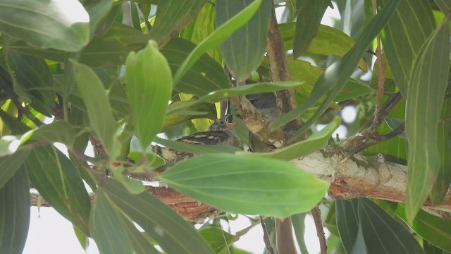 Yellow-bellied Elaenia - ML445164061