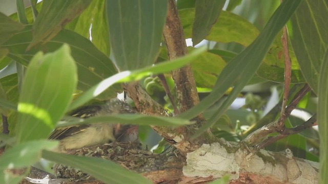 Yellow-bellied Elaenia - ML445164391