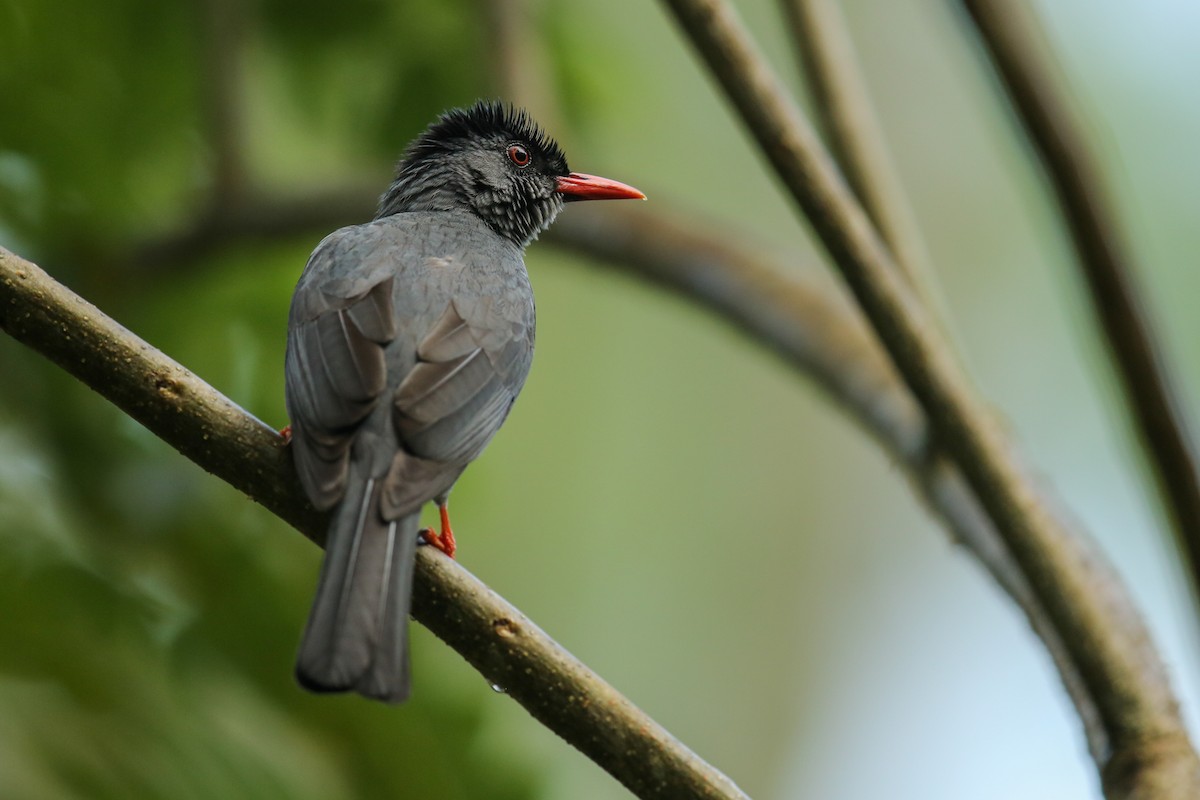 Square-tailed Bulbul - ML445164591