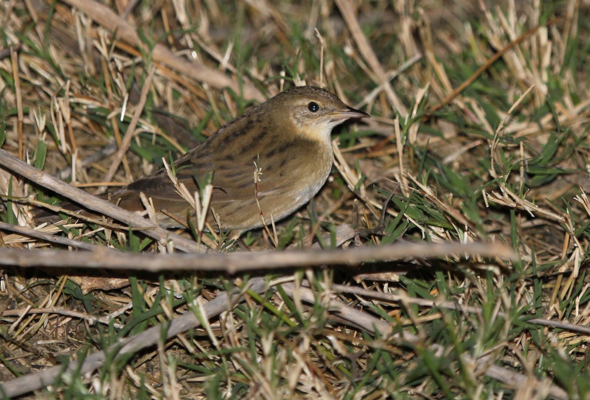 Common Grasshopper Warbler - ML44516461