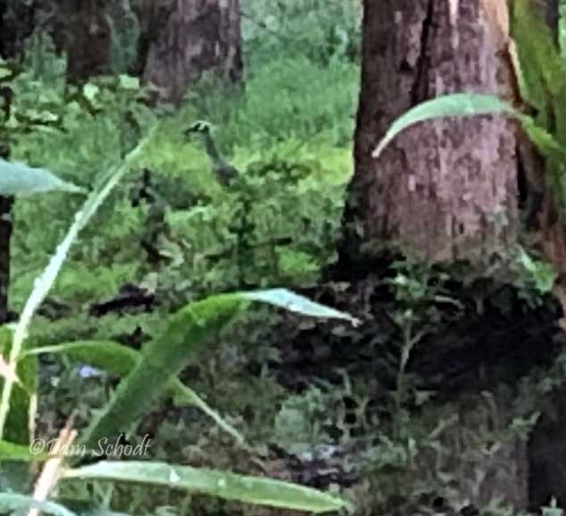 Yellow-crowned Night Heron - ML445164681