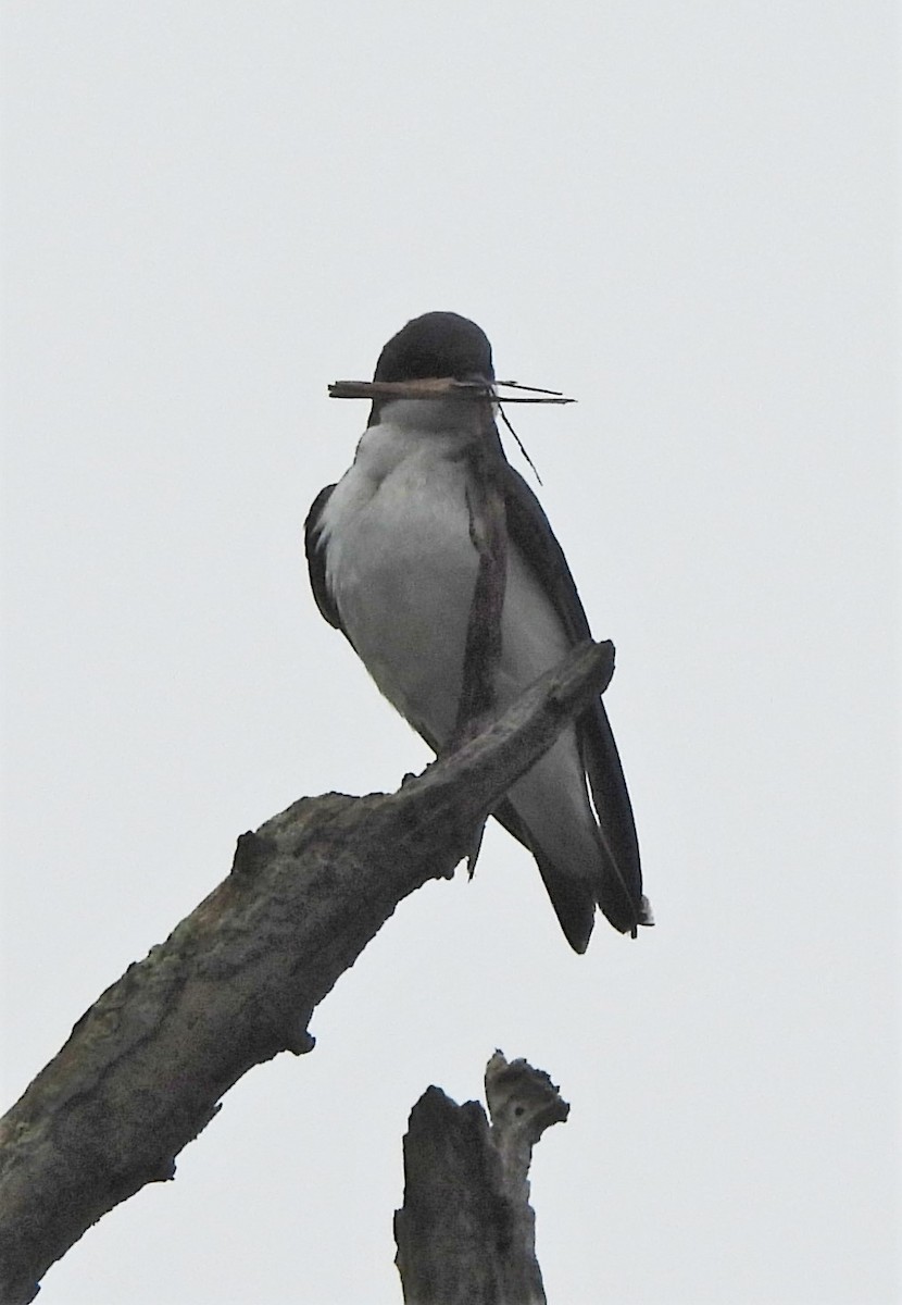 Tree Swallow - ML445164911