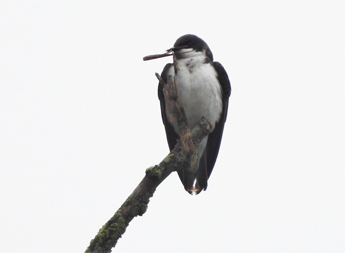 Tree Swallow - ML445164941