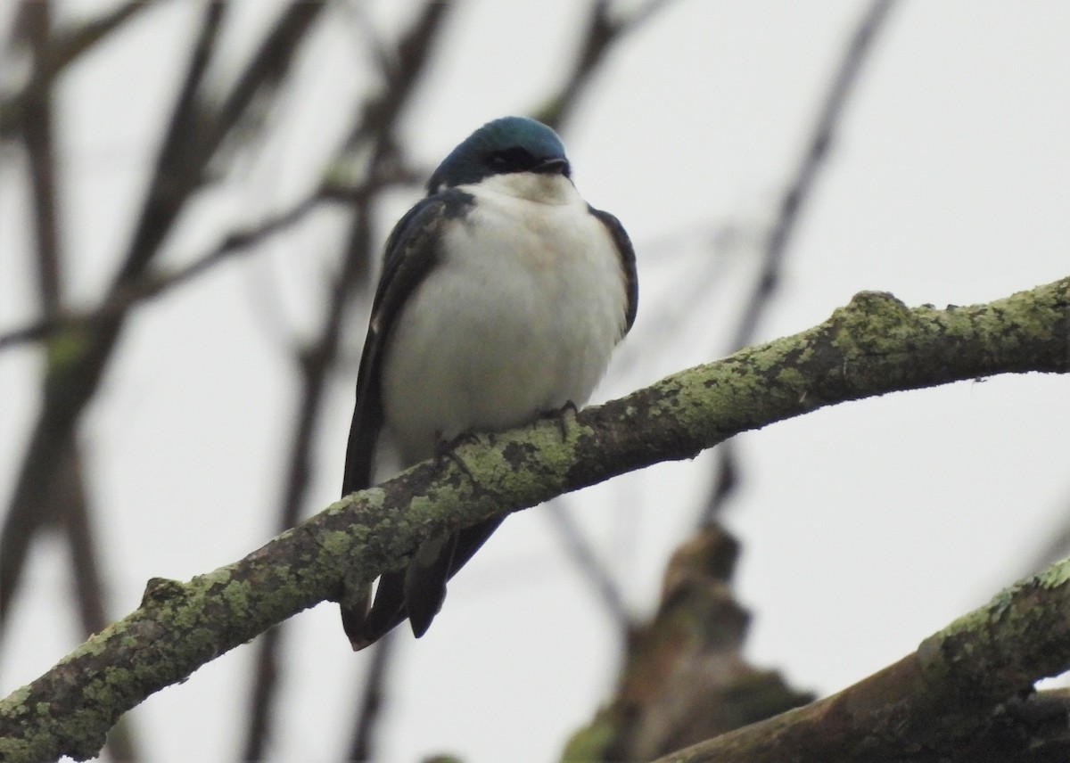 Tree Swallow - ML445164951