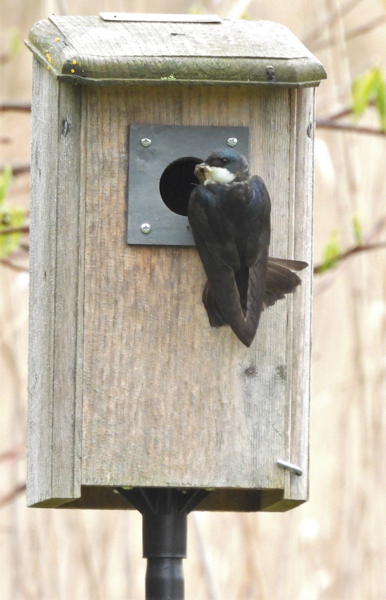 Tree Swallow - ML445164961