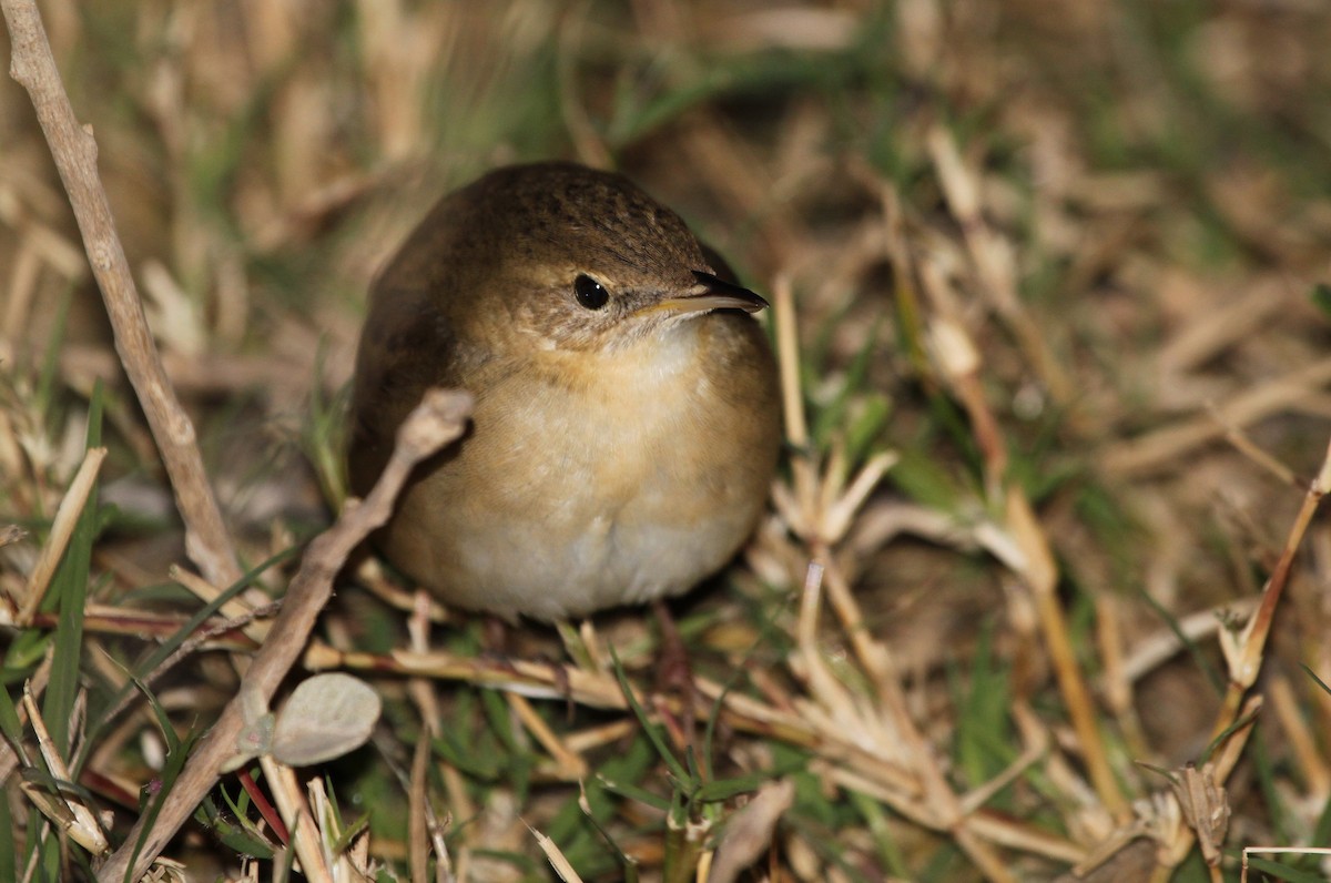 Common Grasshopper Warbler - ML44516501