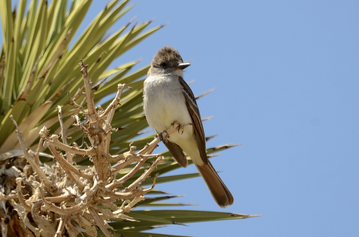 Ash-throated Flycatcher - ML445165311