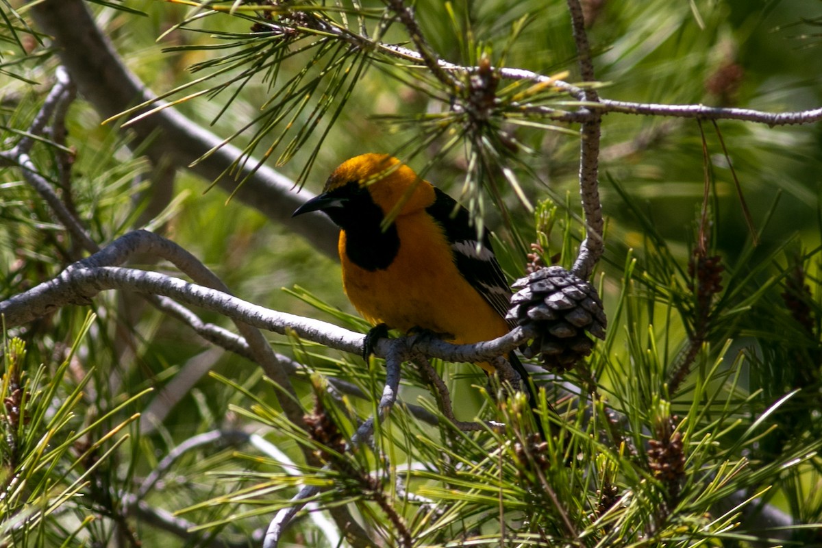 Hooded Oriole - ML445165641