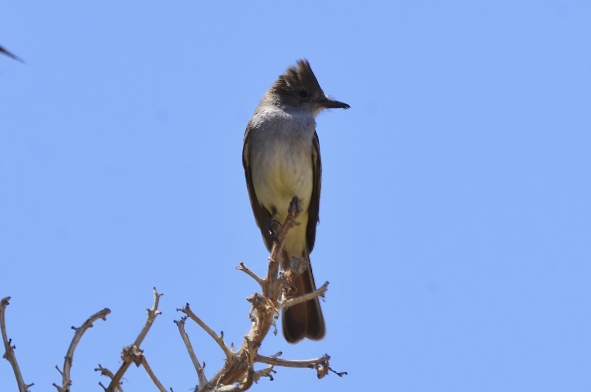 Ash-throated Flycatcher - ML445166441