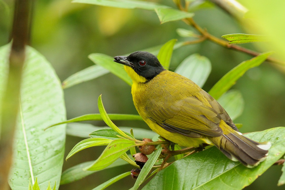 Black-capped Bulbul - Akila Abeyratne