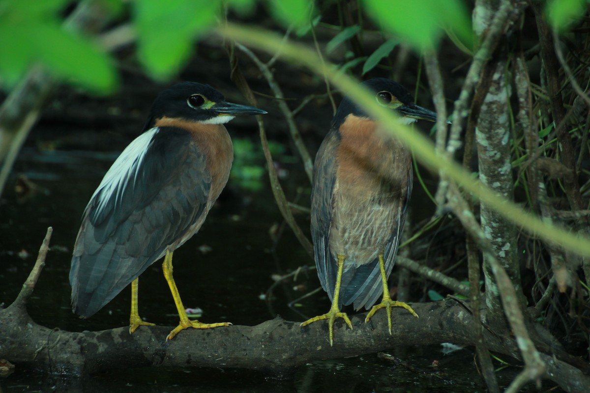 White-backed Night Heron - ML44516821