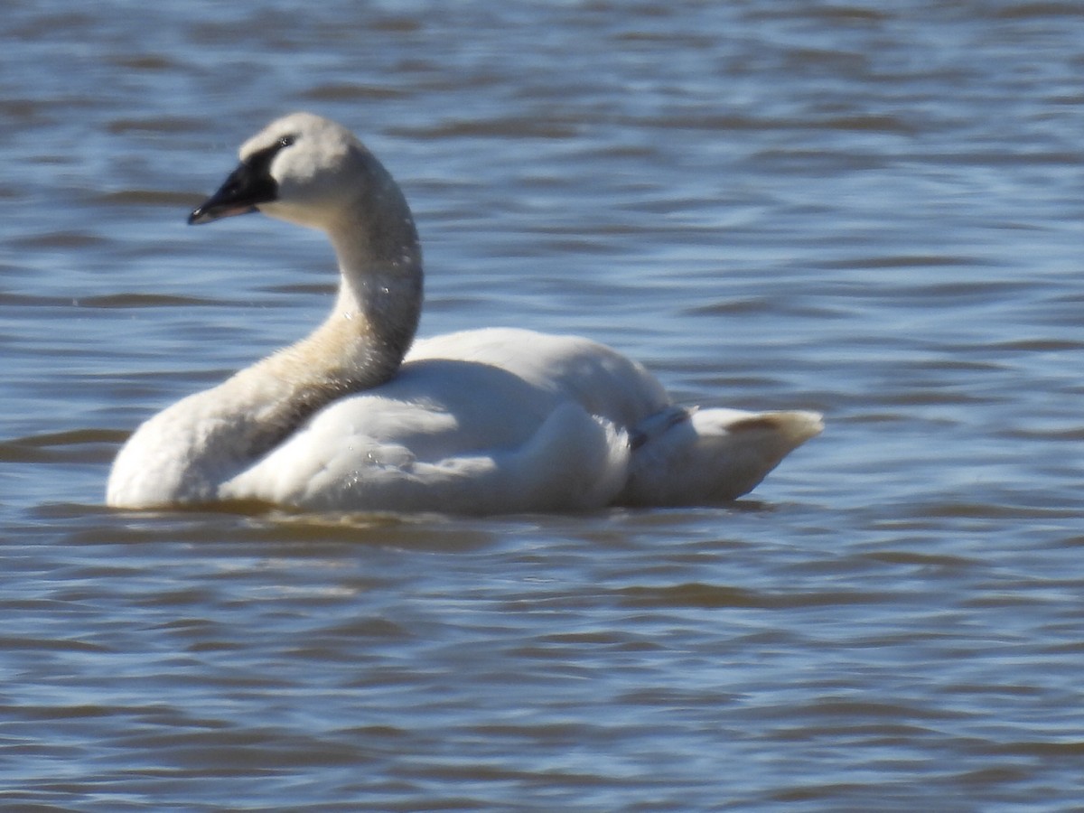 Trumpeter Swan - ML445169571