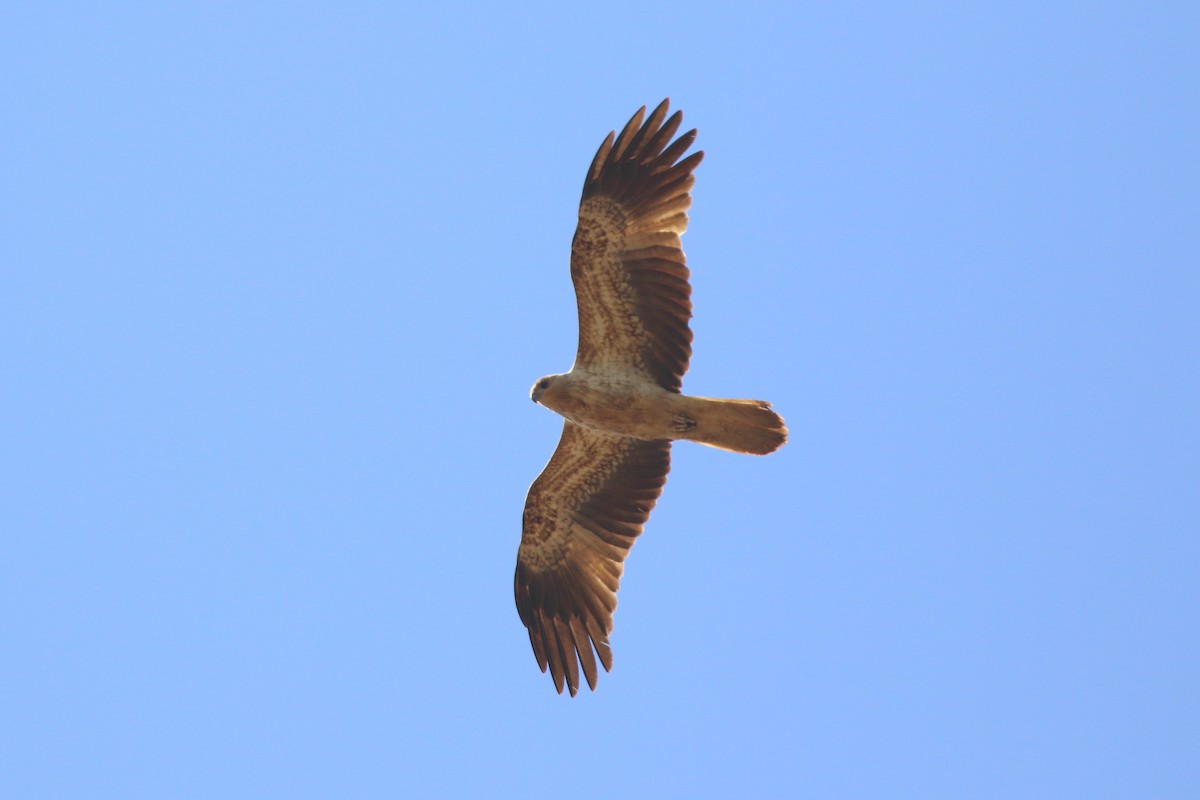 Whistling Kite - ML445169771