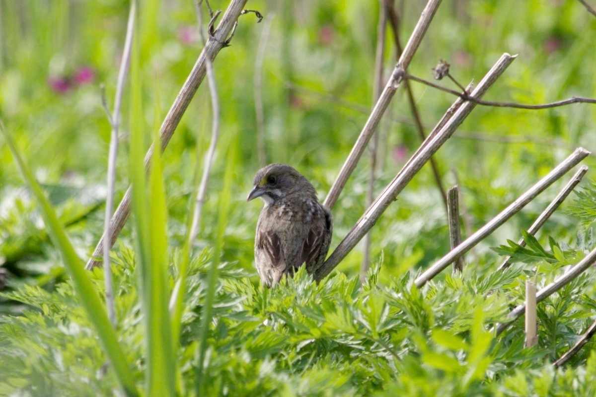 Seaside Sparrow - ML445170231