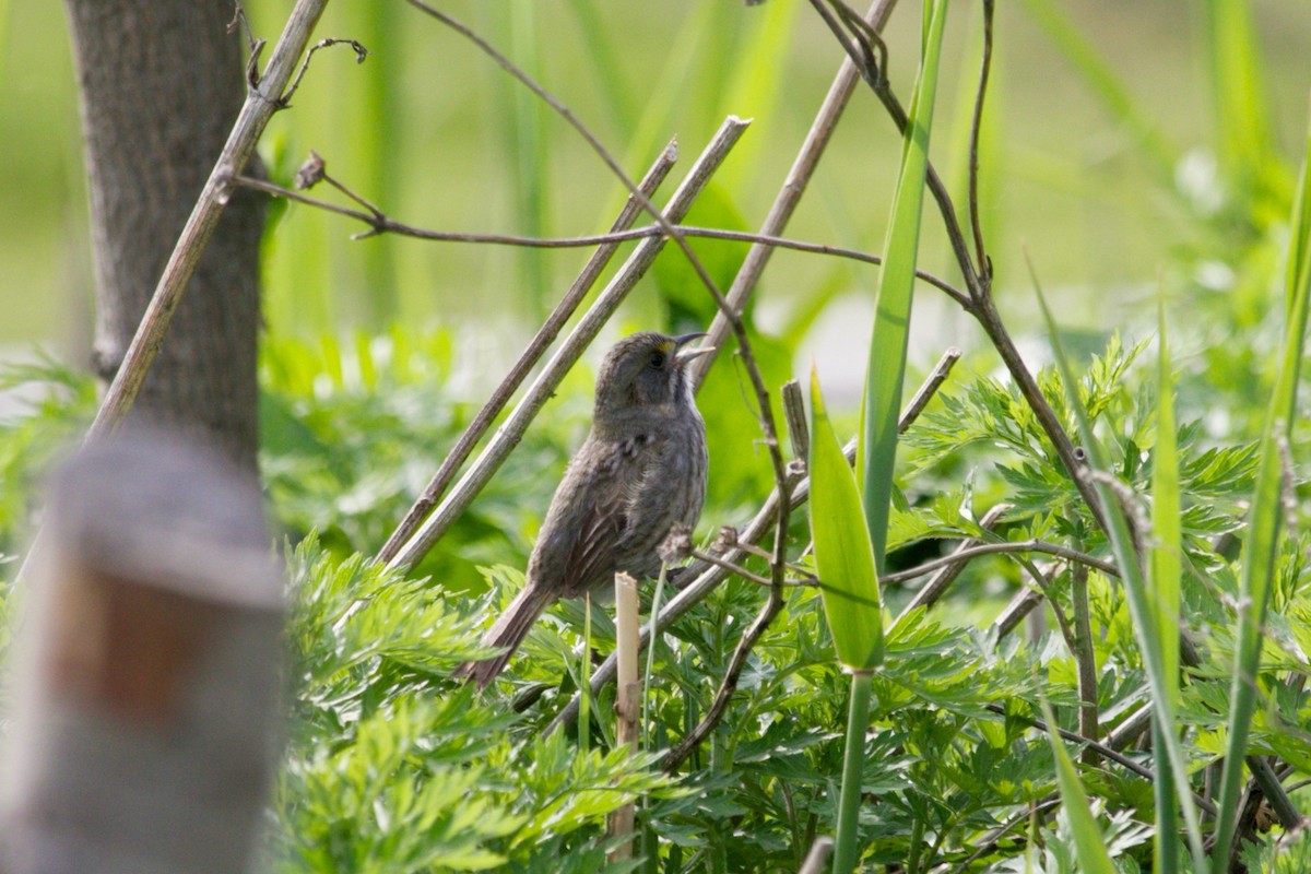 Seaside Sparrow - ML445170251