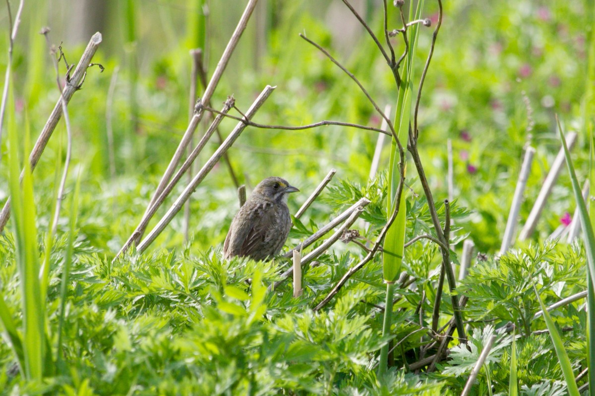 Seaside Sparrow - ML445170271